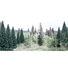 Load image into Gallery viewer, 2&quot;-4&quot; Ready Made Blue Spruce Value Pack (18/Pk)
