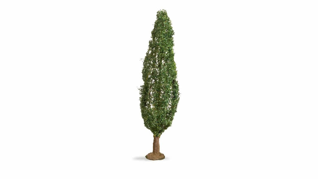 *Poplar Master Tree 18cm